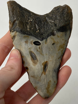 Genuine Megalodon Tooth Fossil