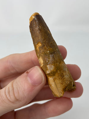 Spinosaurus Tooth Fossil