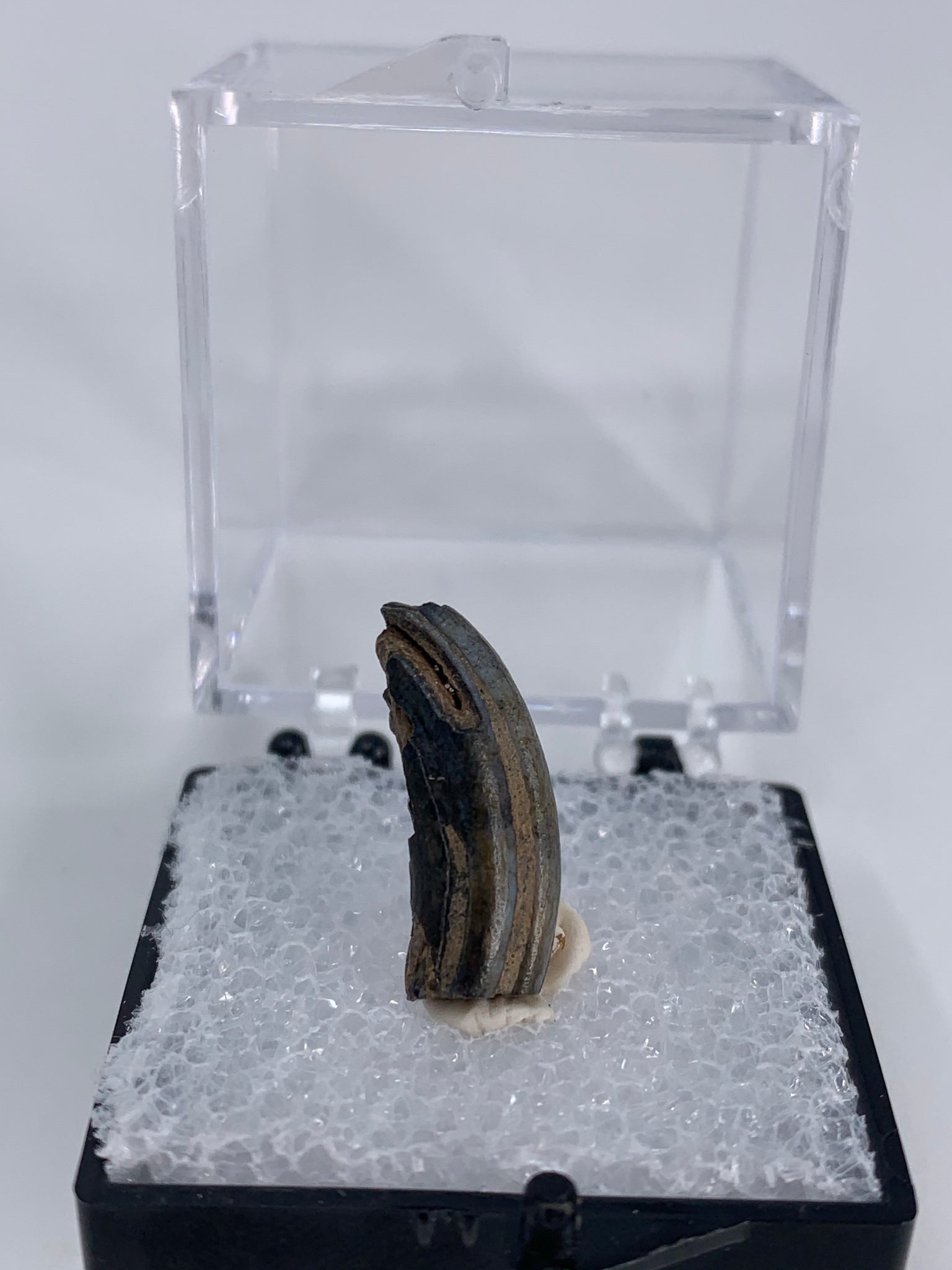 Fossilized Beaver Tooth