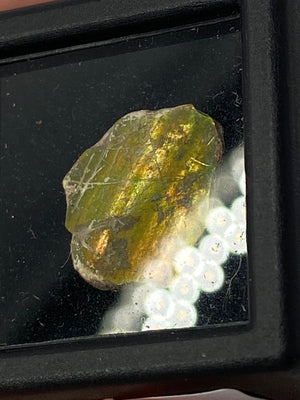 Raw Ammolite