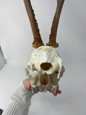 Roe Deer Skull