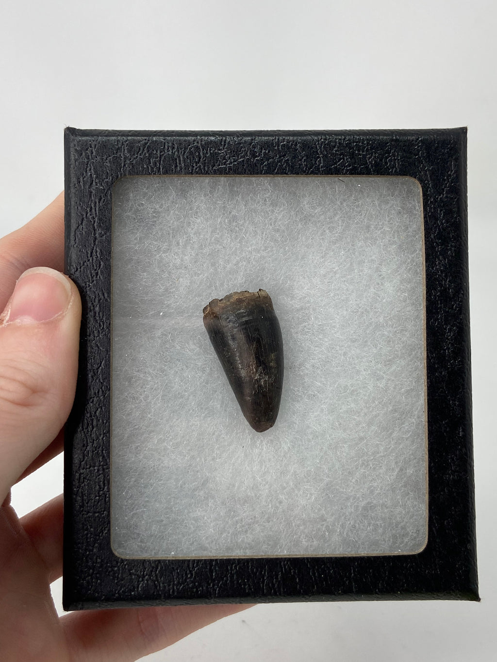 Fossil Alligator Tooth