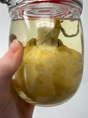 Blue Shark Heart Wet Specimen