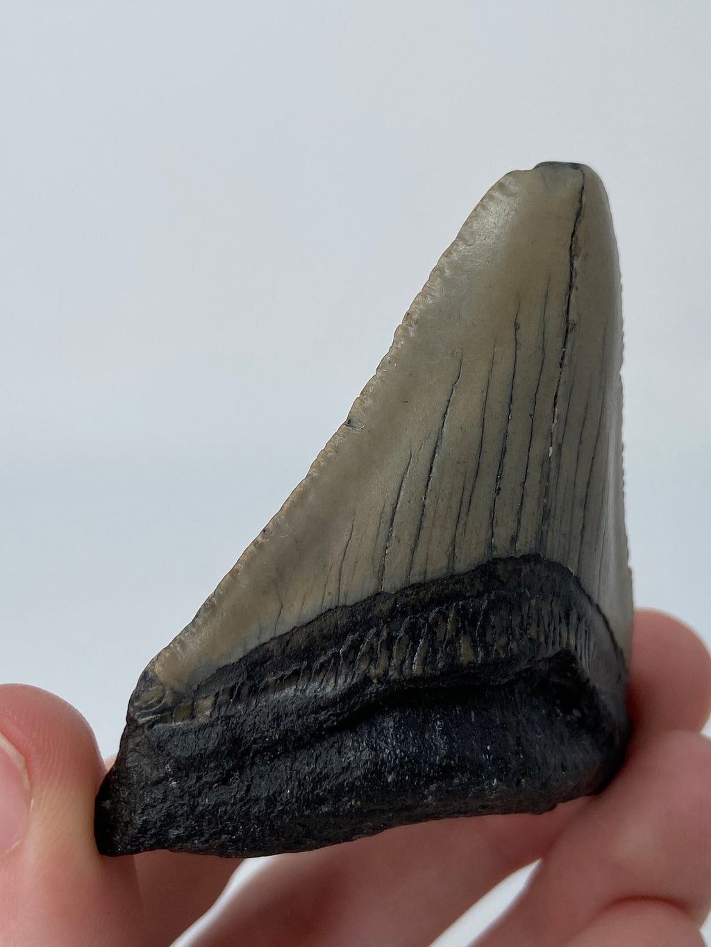 Megalodon Shark Tooth Fossil