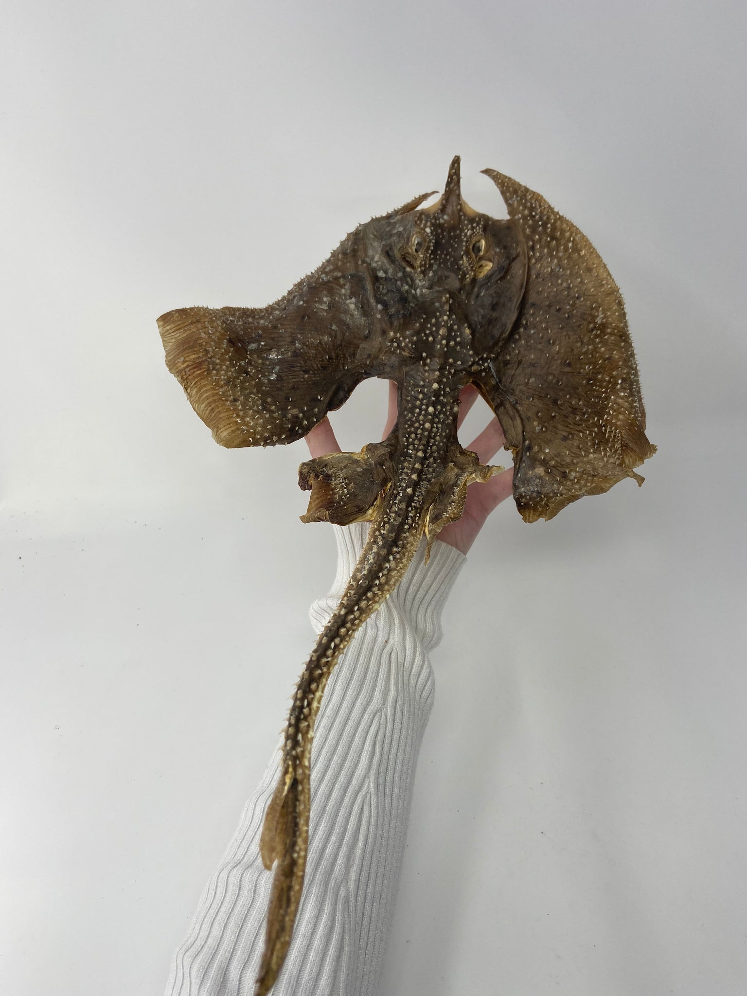 Mummified Skate