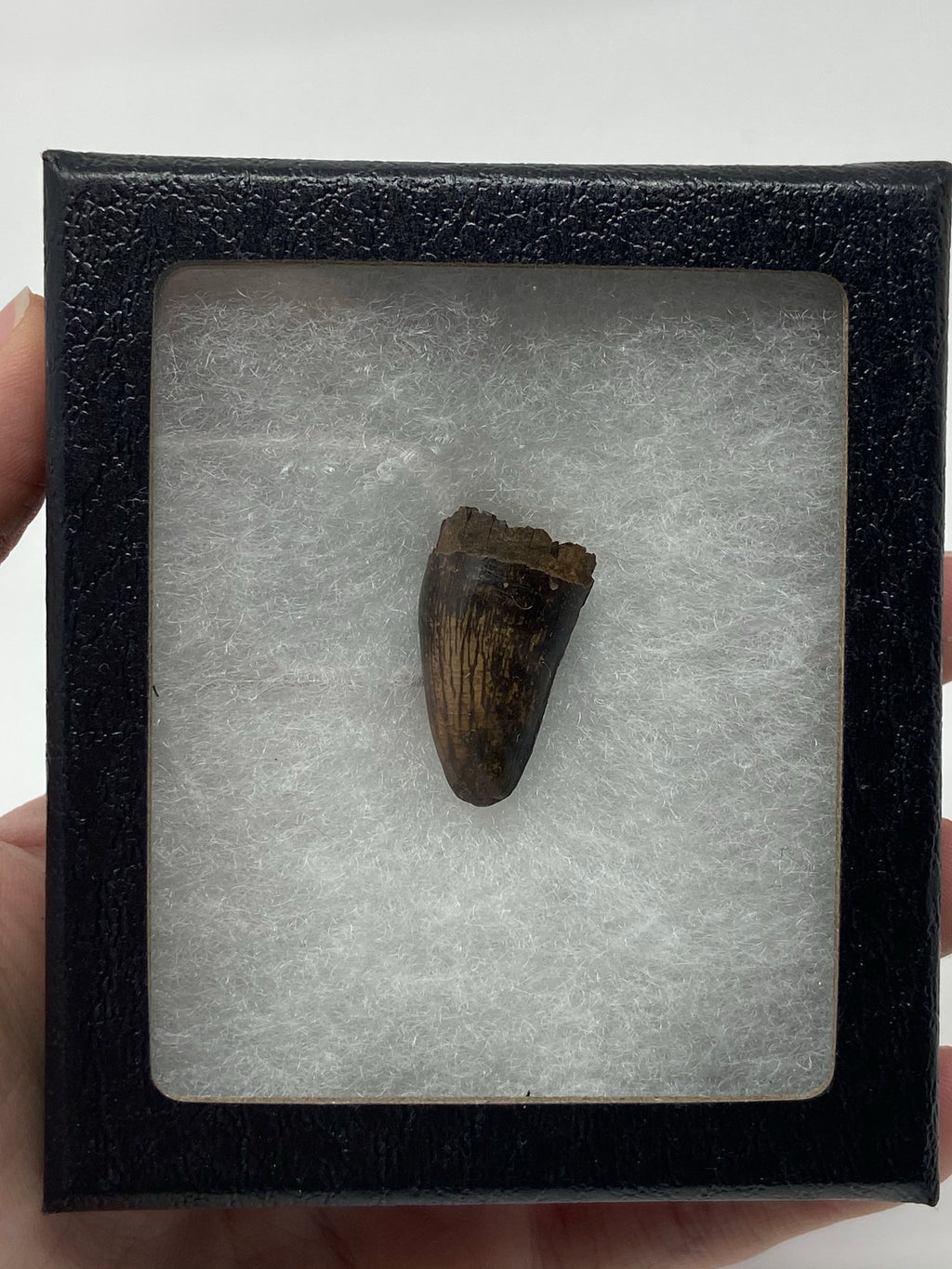 Fossilized Alligator Tooth