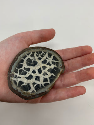 Septarian Nodule