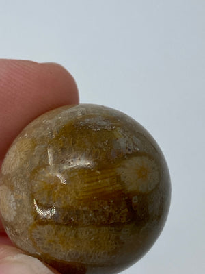 Mini Fossil Coral Sphere