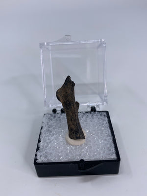 Fossilized Bird Bone