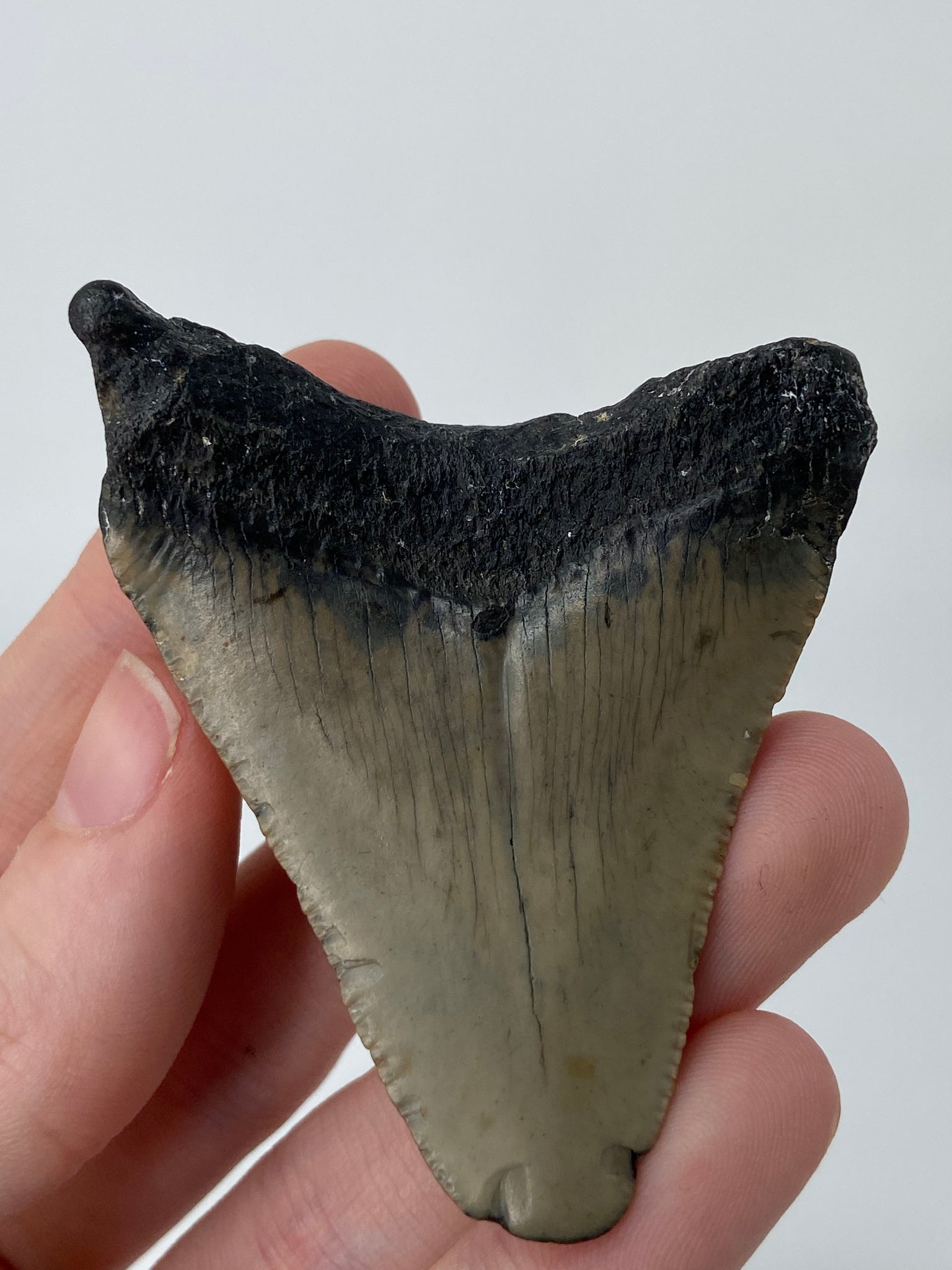 Megalodon Shark Tooth Fossil