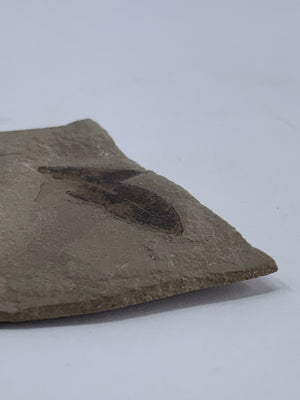 Fossilized Leaf