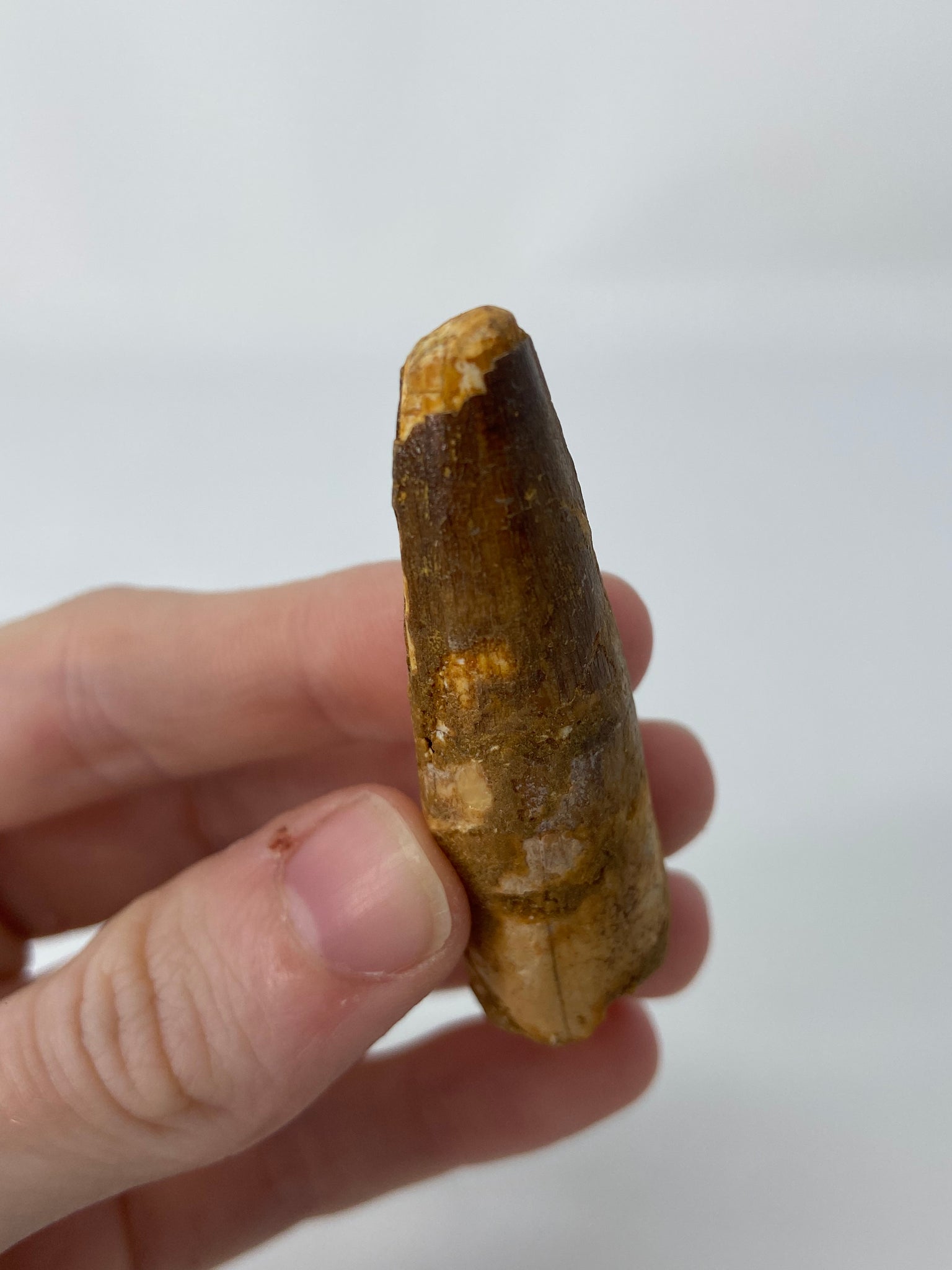 Spinosaurus Tooth Fossil