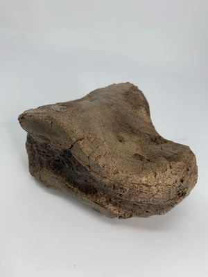 Mammoth Lunatum Fossil