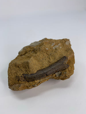 Dino Limb Bone Fossil in Matrix