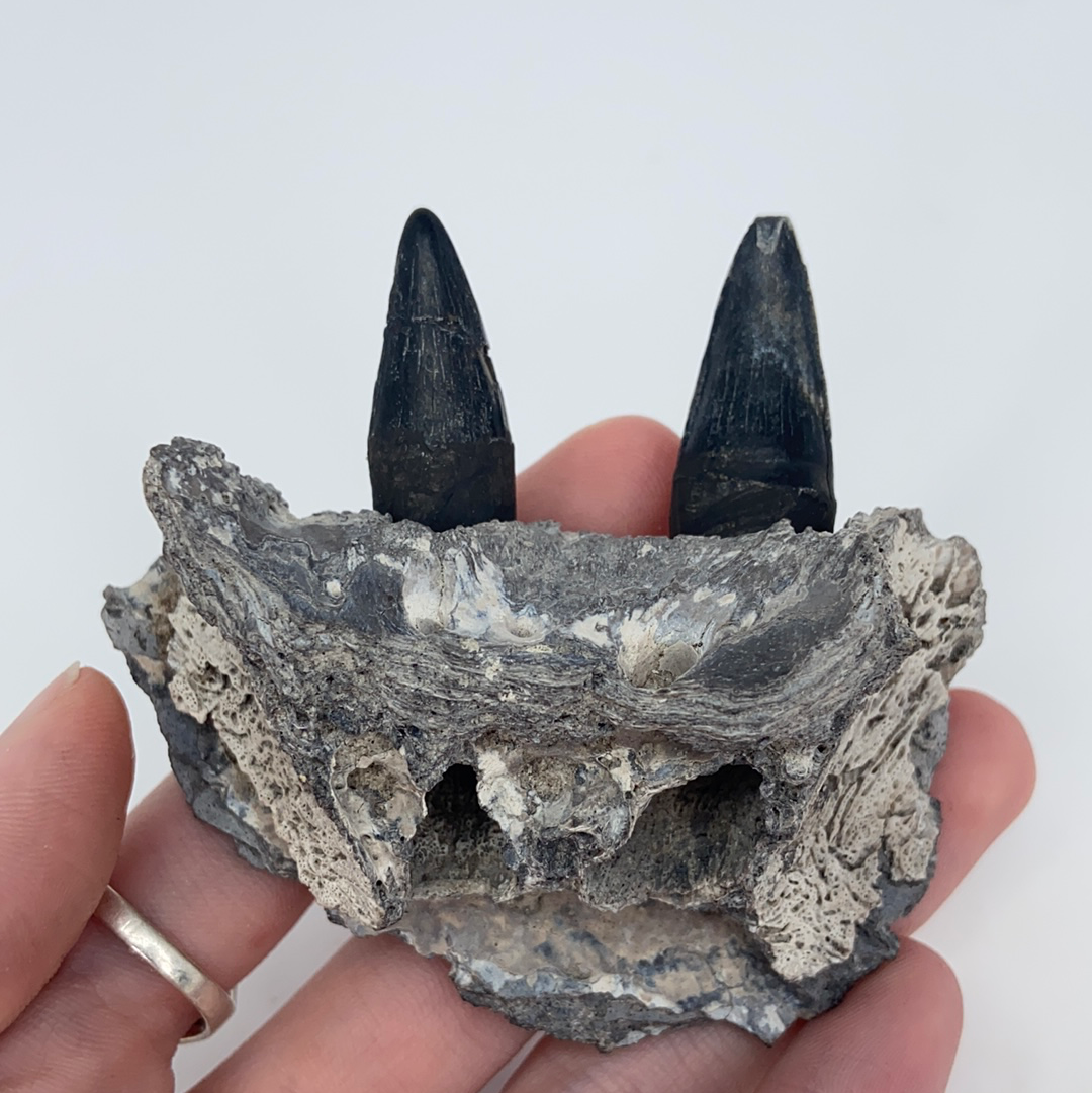 Fossilized Top Jaw Alligator Maxilla with Teeth