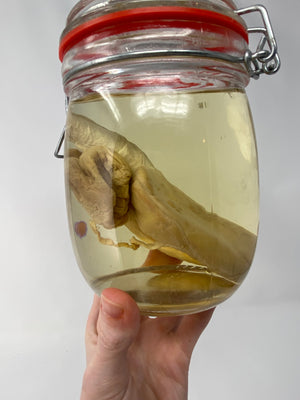 Blue Shark Heart Wet Specimen