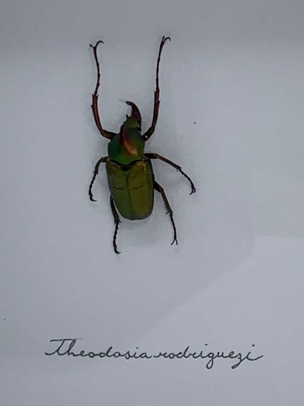 Uncommon Rodriguez Flower beetle