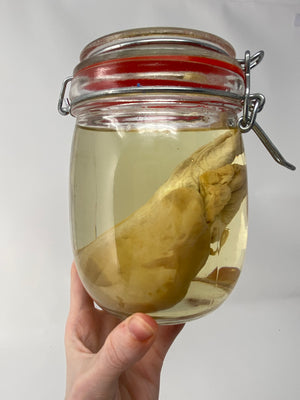 Blue Shark Heart Wet Specimen