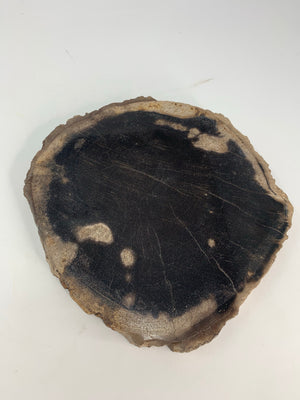 Petrified Wood