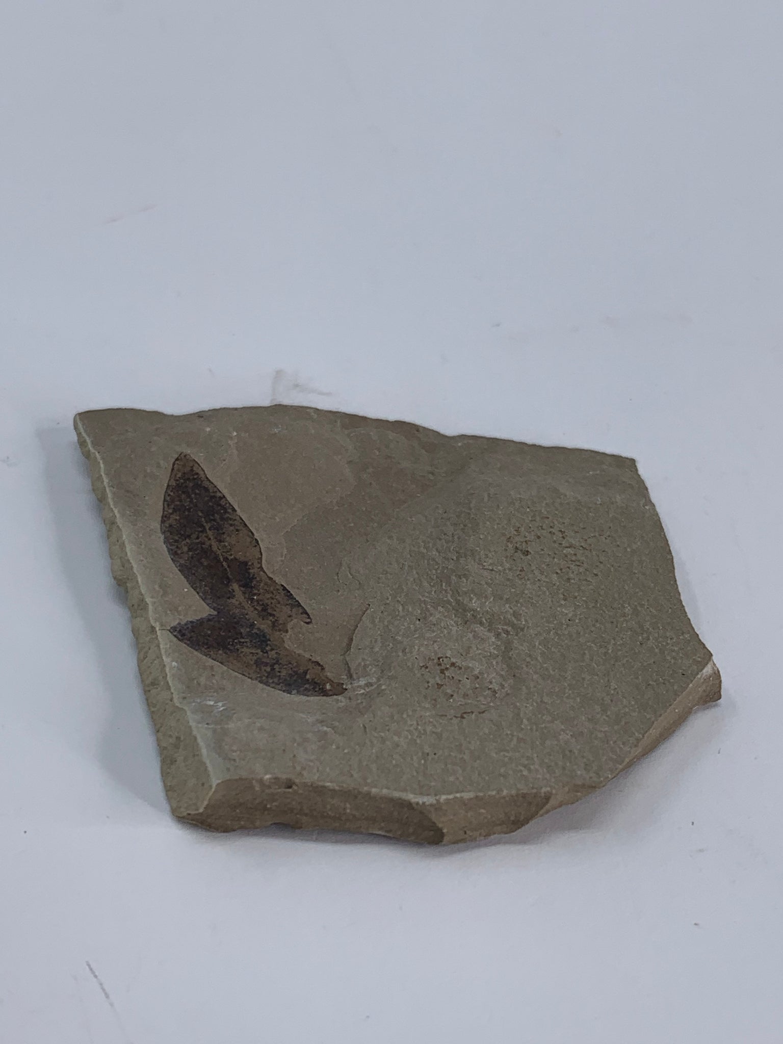 Fossilized Leaf