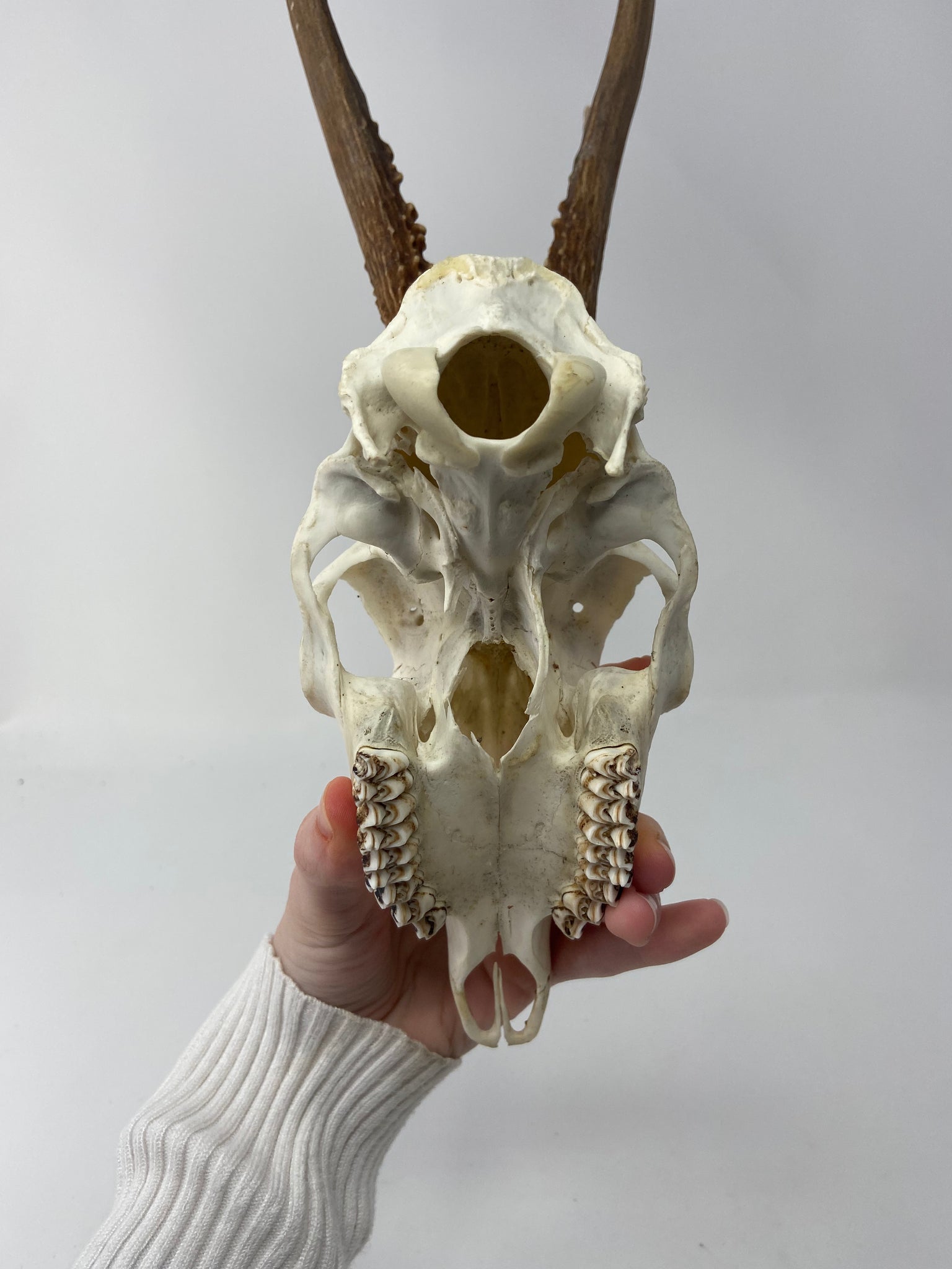 Roe Deer Skull