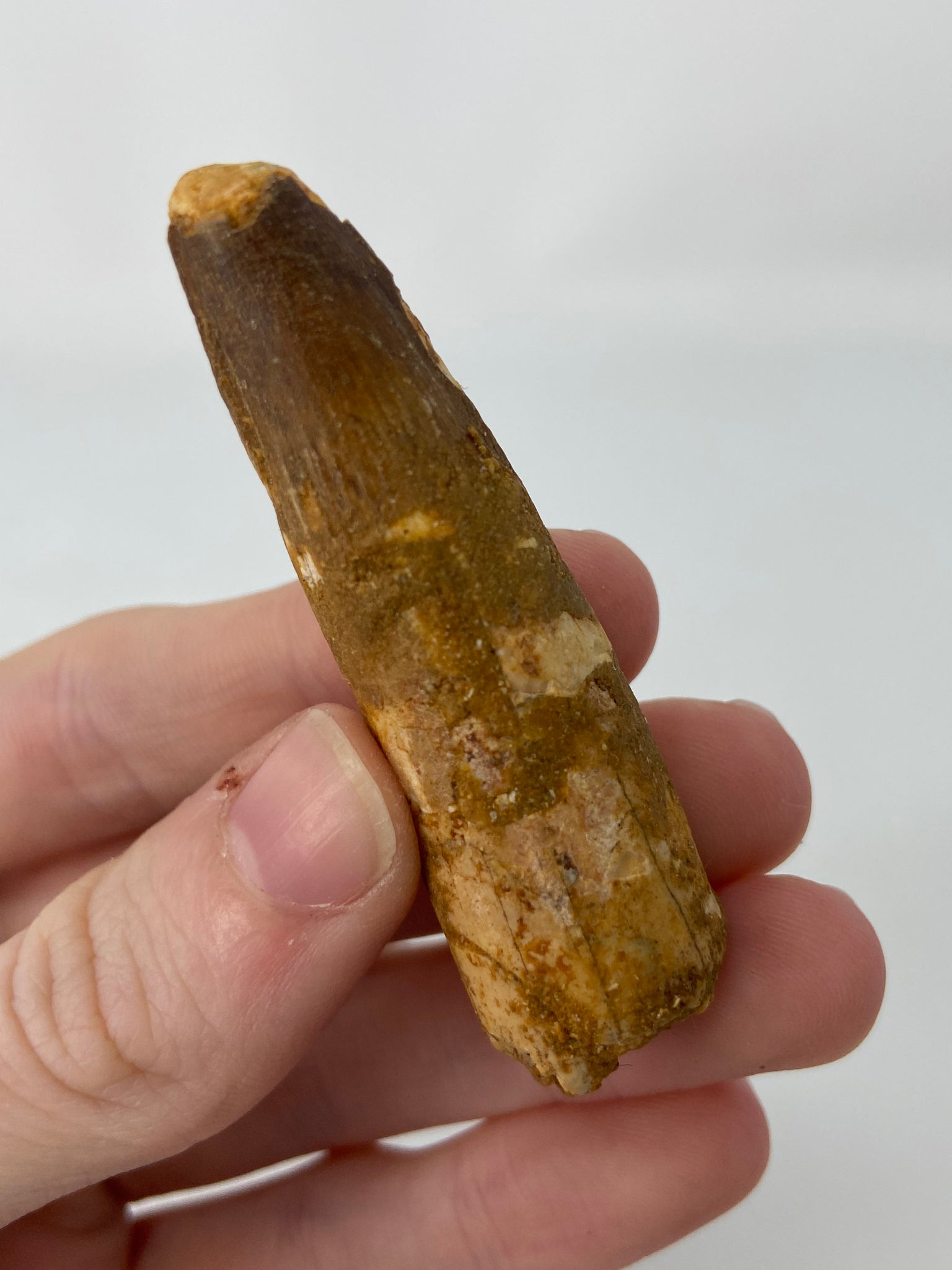 Spinosaurus Tooth Fossil