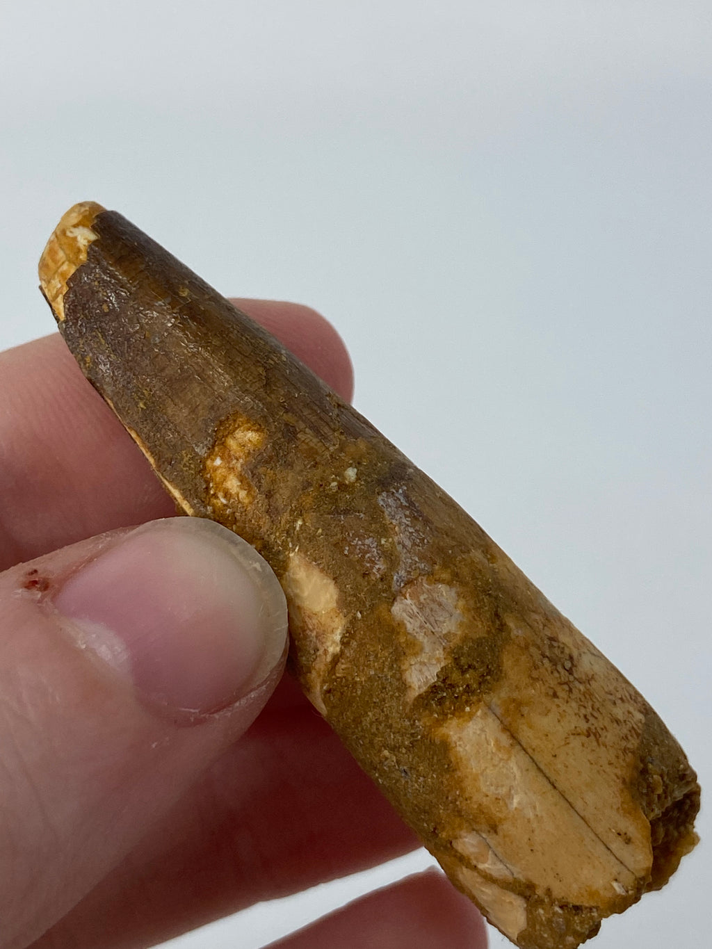 Spinosaurus Tooth Fossil