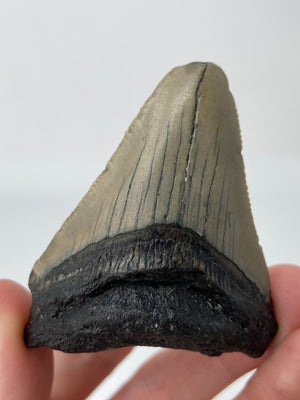 Megalodon Shark Tooth Fossil